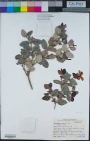 Image result for Acokanthera laevigata