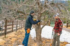 Almost all methods of training fruit trees require dormant pruning. Pruning Fruit Trees The Right Way For The Best Harvest