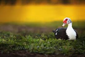 Muscovy Duck Raising Ducks
