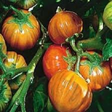 Image result for Solanum aethiopicum