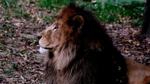 Aslan, Yırtıcı, Yaban Kedisi