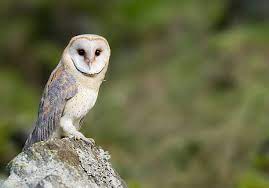 150+ Barn Owl Sitting On Perch Stock Photos, Pictures &amp; Royalty-Free Images&nbsp; - iStock