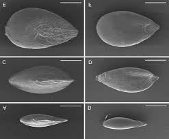 Image result for Brachyachne patentiflora