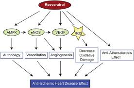 Preclinical And Clinical Evidence For The Role Of Resveratrol In The Treatment Of Cardiovascular Diseases Sciencedirect