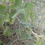 Image result for Kedrostis leloja