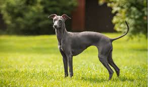 The head is long and pointed. Italian Greyhound Breed Facts And Information Petcoach
