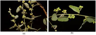 Image result for Cocculus hirsutus