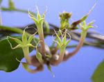 Image result for Ceropegia plocamoides