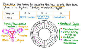 The menstrual cycle kicks off with everyone's favorite part: Lesson The Menstrual Cycle Nagwa