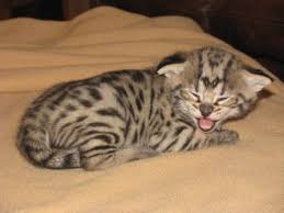 Purchasing a quality rising sun kitten ~ our kittens for sale are vet checked,vaccinated, wormed, tica registered & come with a minnesota board this is preferred and much better for the kitten. Savannah Cat Breeders Savannah Cats Bengal Cats For Sale