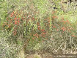 Image result for Cadaba