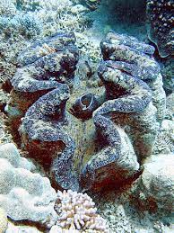 These creatures were first documented by an italian explorer, as early as 1521. Giant Clam Wikipedia