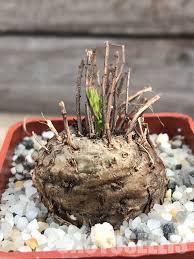 Image result for Aeollanthus subacaulis