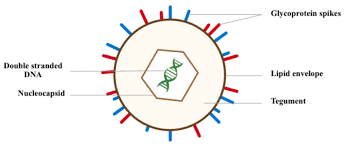 Varicella is a common childhood illness, characterized by fever, viremia, and scattered vesicular lesions of the skin. The Beneficial Effects Of Varicella Zoster Virus