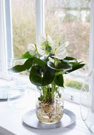 37 Indoor Water Garden Ideas That Refresh Your Interiors Plants Grown In Water Indoor Water Garden Hydroponic Plants