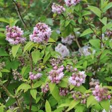 Image result for Deutzia hybrida Pink Pompon