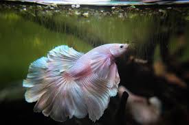 Though perhaps not as breathtaking as some other varieties of betta, they are nevertheless beautiful. Pink Alicorn Platinum Dumbo Rosetail Rt I Love His Colors One Of My Sold Homebred Bettas One Of The Most Beautiful Bettas Ever Bettafish