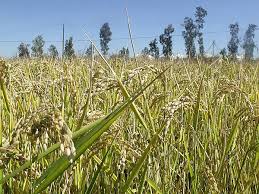 Pin On Farmers Feed The Nation