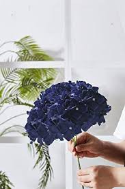 In the photos, there's light blue and navy blue hydrangea, please contact us if you want to mix the colors. Kislohum Artificial Hydrangea Flowers Navy Blue Heads 10pcs Fake Hydrangea Silk Flowers For Wedding Bouquets Centerpieces Diy Floral Decor Home Decoration With Stems Buy Online At Best Price In Uae Amazon Ae