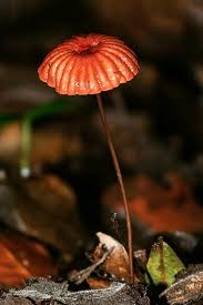 Image result for Marasmius siccus