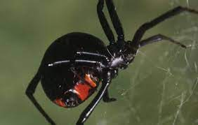 I'm a black widow and there's scarlett and florence. Their Child Was Bitten By A Black Widow Spider Here S What They Want Other Parents To Know Thespec Com