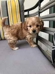 Cavapoo in dogs & puppies for rehoming in canada. Puppyfinder Com Cavapoo Puppies Puppies For Sale Near Me In Arizona Usa Page 1 Displays 10