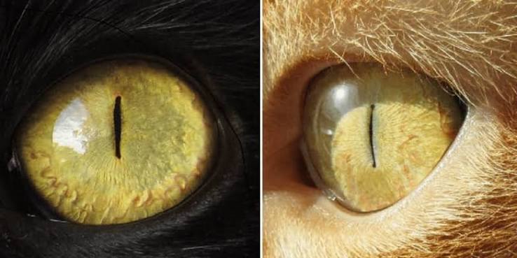 Mesmerizing! Fun Facts About Cats Eye Colors - Cole & Marmalade