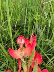 Image result for Disa ochrostachya