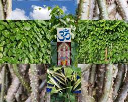 Image result for Tinospora tenera