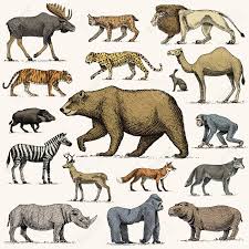 This would be very difficult with the lion's speed and agility. Gorilla Moose Or Eurasian Elk Camel And Deer Rhinoceros Hare Wolf And Bear With Lion And
