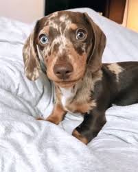 We only source out the best of the best that our central european location offers. Customized Dog Socks Put Your Cute Dog On Custom Socks Dog Etsy Dachshund Puppies Dachshund Puppy Miniature Dachshund Dog