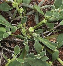 Image result for Tetragonia spicata