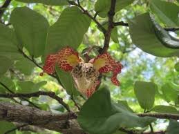 Image result for Monodora junodii