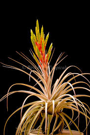 Image result for Subularia monticola