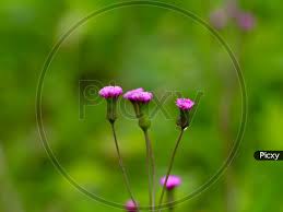 Image result for Emilia sonchifolia