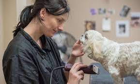 The pet hospitals poplar at massey. Expert Veterinary Care Memphis Poplar And Massey The Pet Hospitals