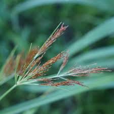 Image result for Cyperus distans