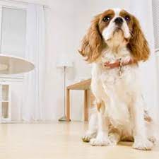 Hund bellen, gegen bellen, bellen abgewöhnen, hund bellt ständig, was tun gegen. Wie Dem Hund Das Bellen Abgewohnen Wenn Es An Der Haustur Klingelt