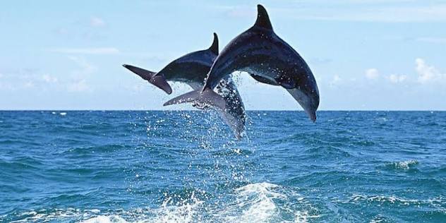 Chilika Lake Image 3