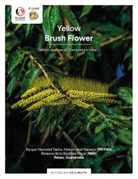 Image result for Combretum holstii