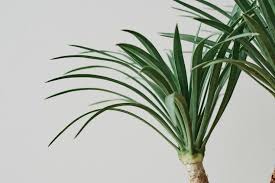 Image result for Dracaenaceae