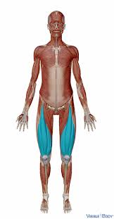 Unlike the other types of muscles, smooth muscles typically exist at a cellular level. Glossary Of The Muscular System Learn Muscular Anatomy