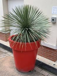Cette plante grasse originaire du mexique et très facile d'entretien sera parfaite sur un bureau. 6 Superbes Plantes Grasses Exterieur Resistant Au Gel Plante Grasse Exterieur Plantes Grasses Grands Pots De Jardin