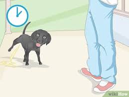 Many pet parents experience challenges when it comes to their puppy's sleeping habits. 4 Ways To Get A Puppy To Sleep Wikihow