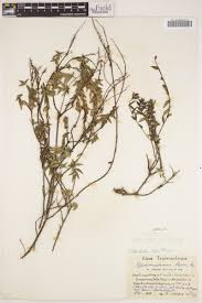 Image result for Agathisanthemum