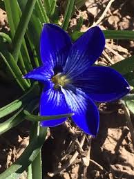 Image result for Tecophilaeaceae