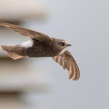 Результат пошуку зображень за запитом "стриж"