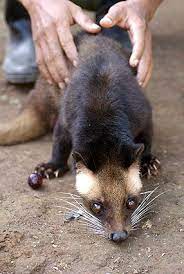 Luwak coffee (kopi luwak) is the most expensive coffee in the world. Is Luwak Coffee Halal Or Haram