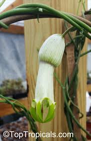 Image result for Ceropegia filipendula