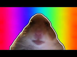 By very funny guy · 7 posts. Staring Hamster Meme Compilation Staring Hamster Know Your Meme